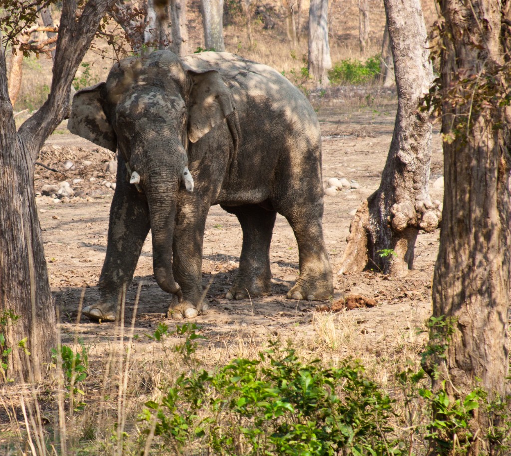 2011-03_India_1296