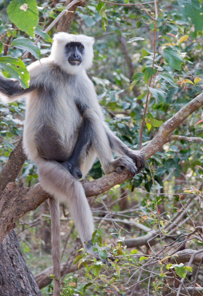 2011-03_India_1317