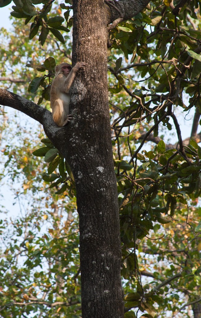 2011-03_India_1334