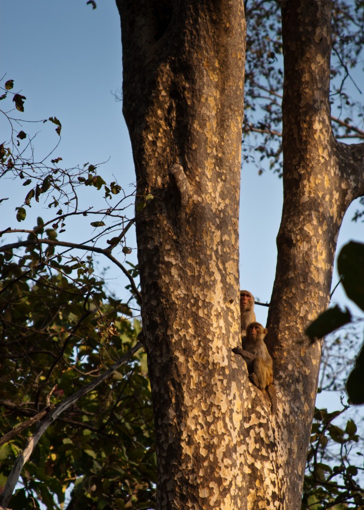 2011-03_India_1341