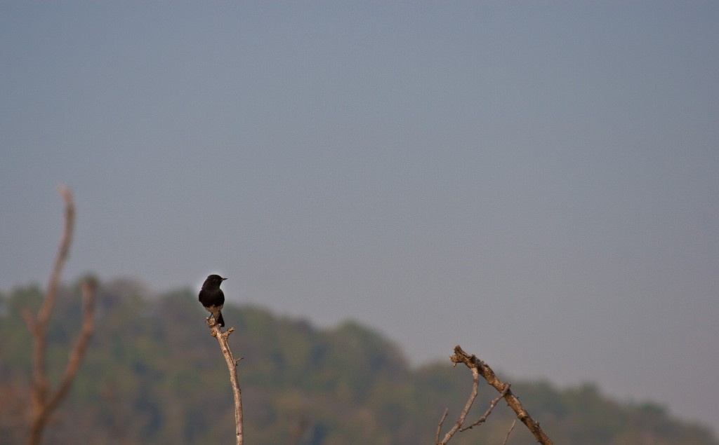 2011-03_India_1343