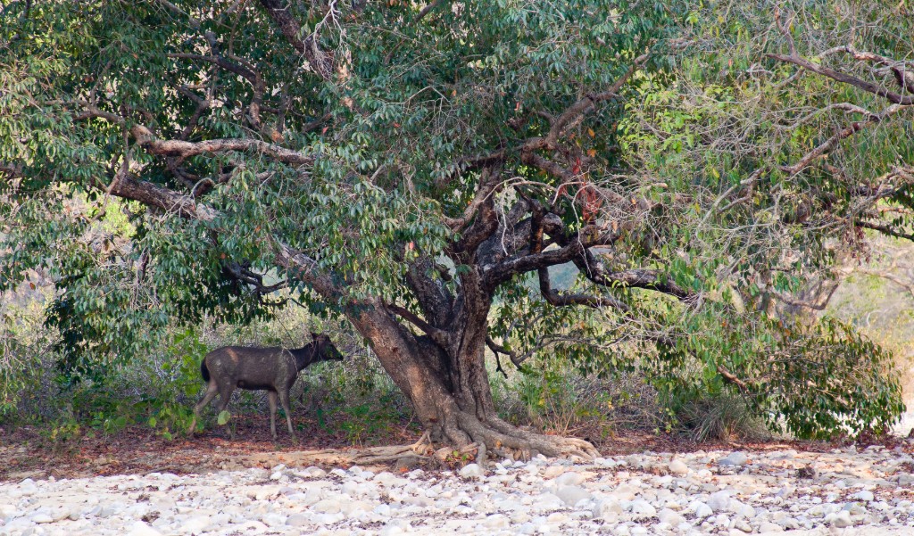 2011-03_India_1356