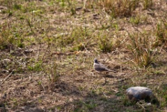 2011-03_India_1276