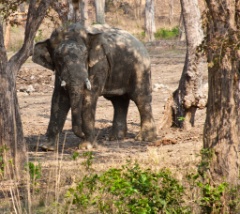 2011-03_India_1296