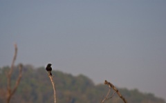 2011-03_India_1343