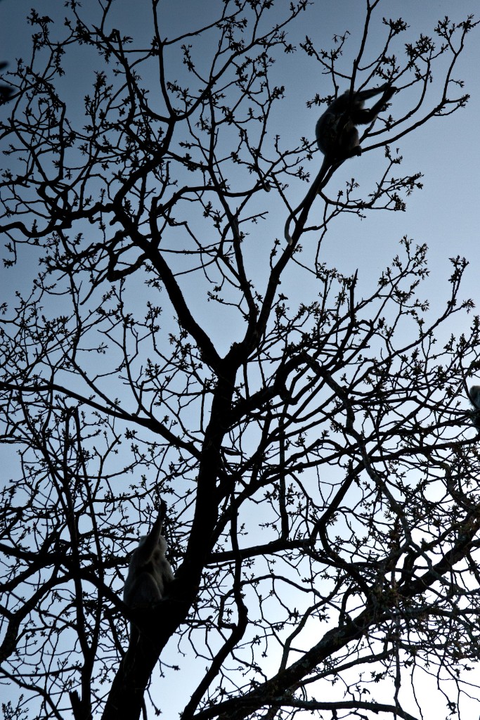 2011-03_India_1094
