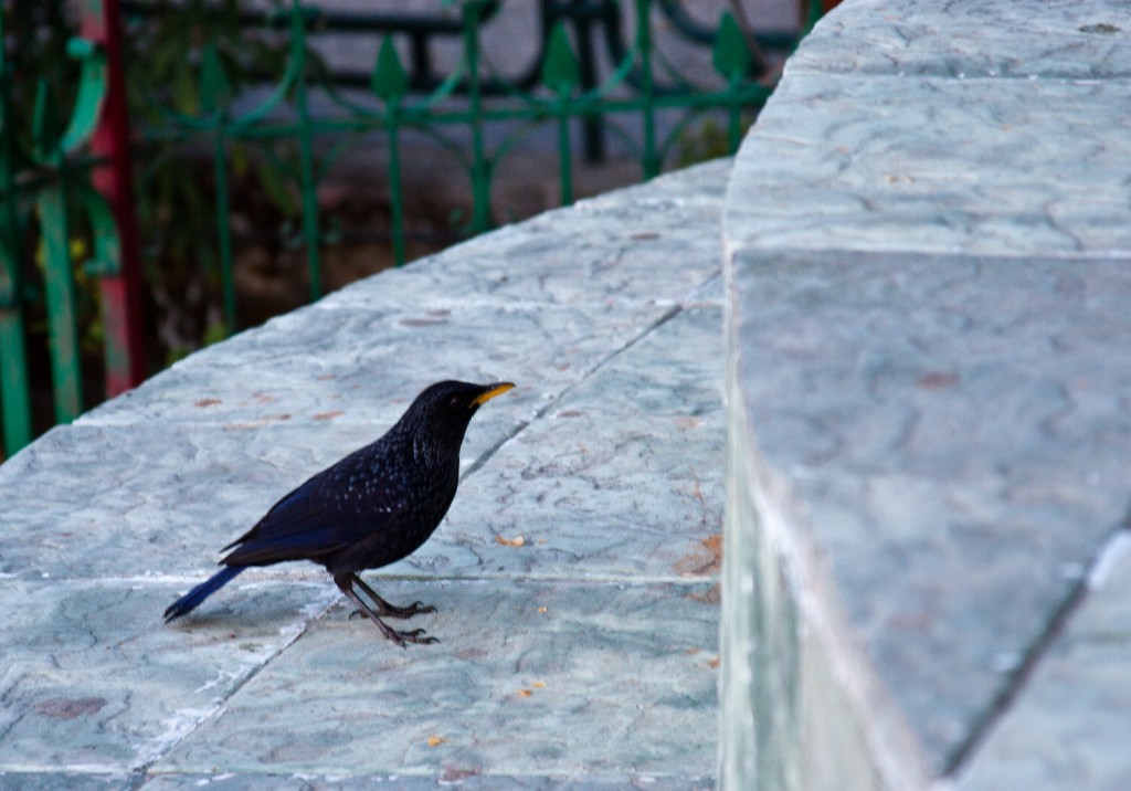 2011-03_India_1154