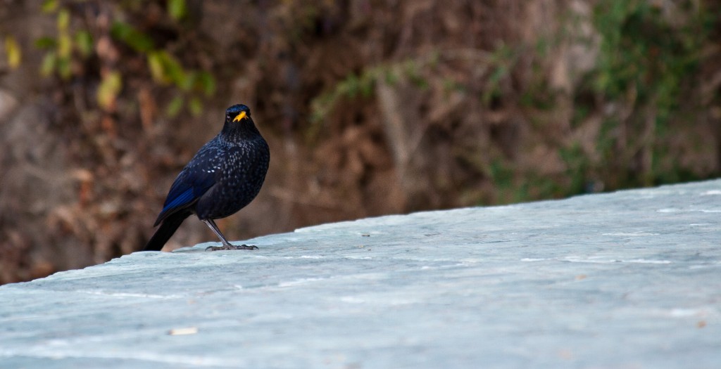 2011-03_India_1157