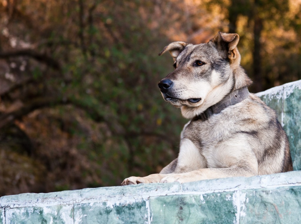 2011-03_India_1175