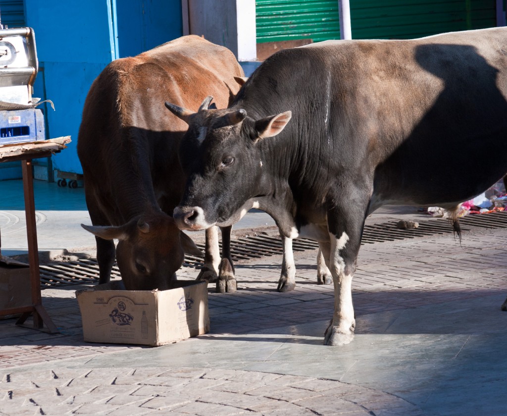 2011-03_India_1207