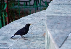 2011-03_India_1154
