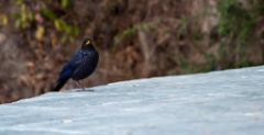 2011-03_India_1157
