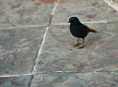 2011-03_India_1168