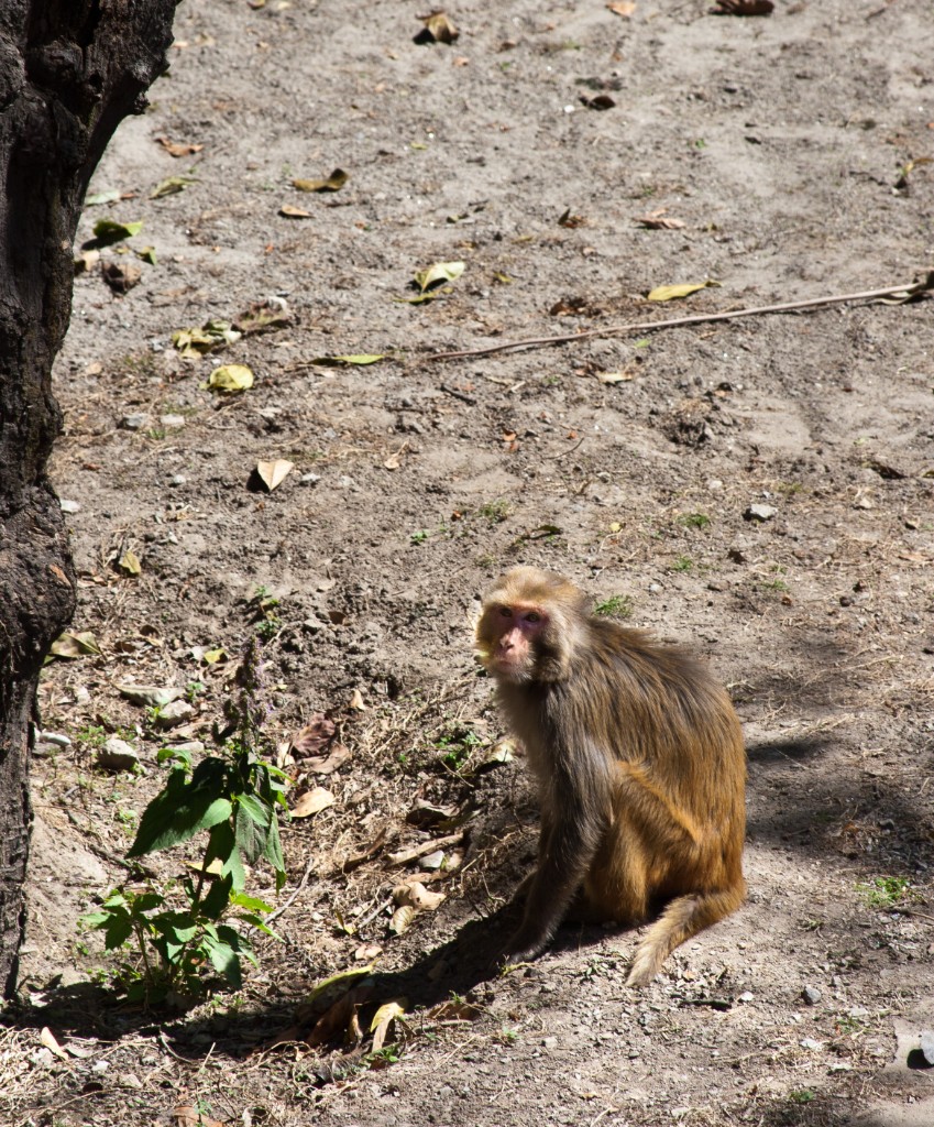 2011-03_India_204