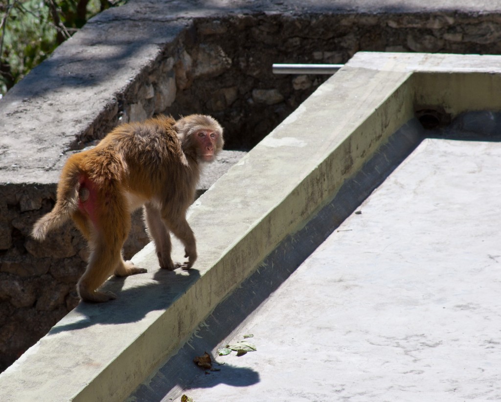 2011-03_India_222