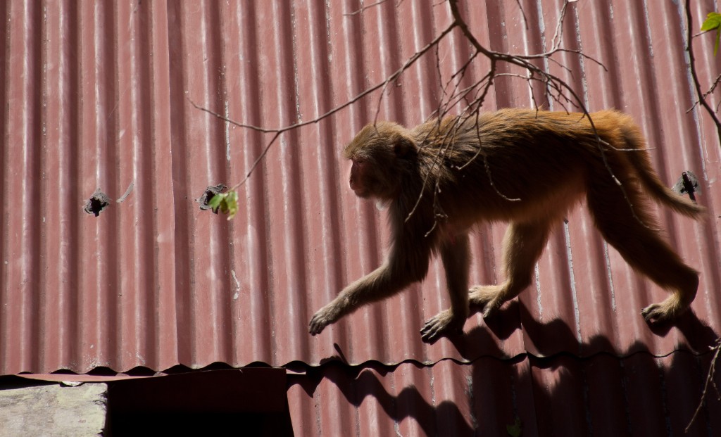 2011-03_India_235