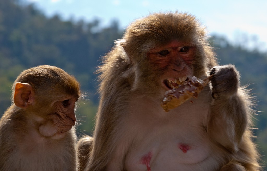 2011-03_India_326