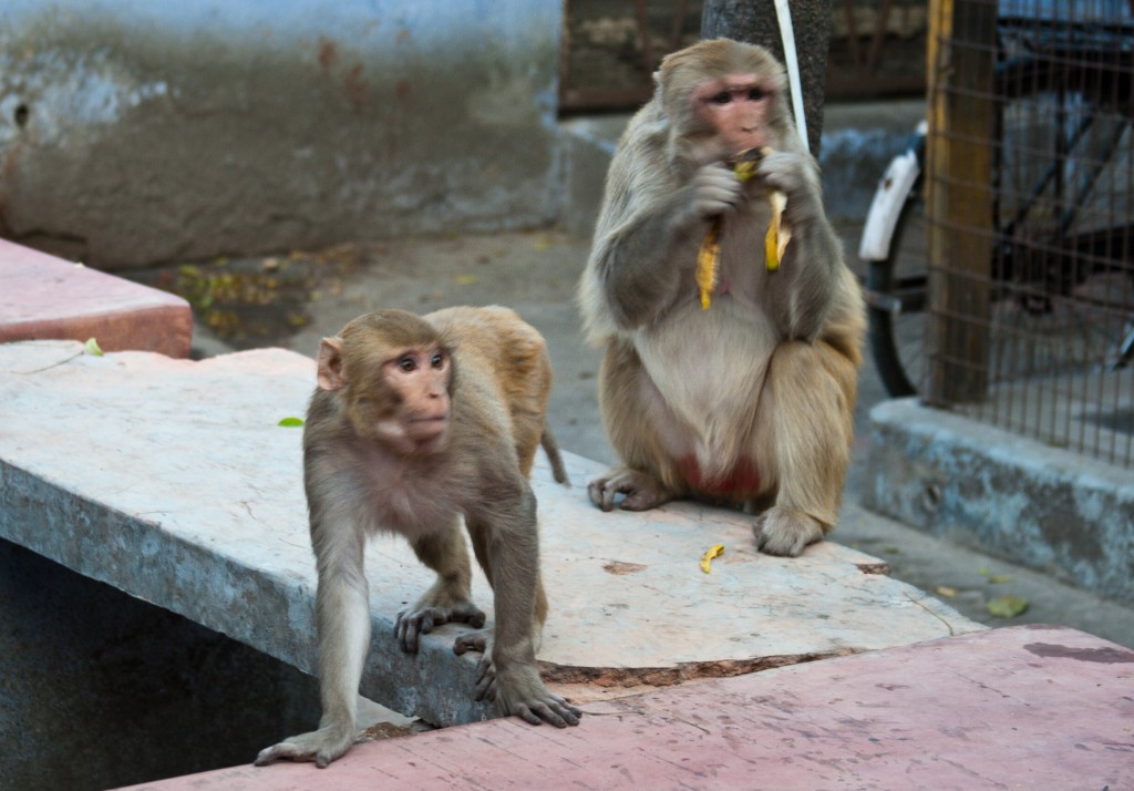 2011-03_India_854