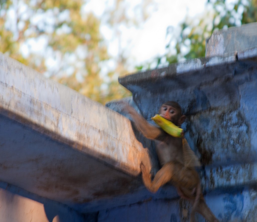 2011-03_India_909