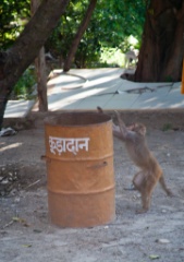 2011-03_India_132