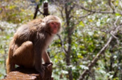 2011-03_India_215