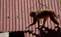 2011-03_India_235