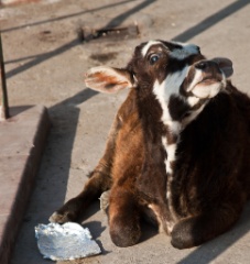 2011-03_India_796