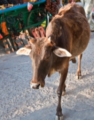2011-03_India_832