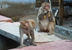 2011-03_India_854