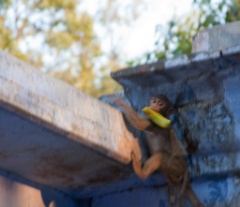 2011-03_India_909