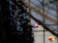 2011-04_NewYorkBirthday_451