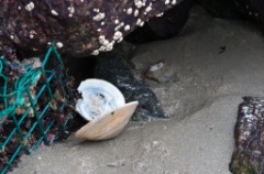 2011-10_Wallis Sands_030