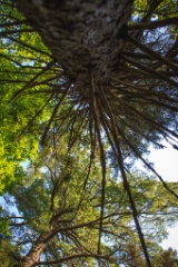 2012-08_Azevedos_094