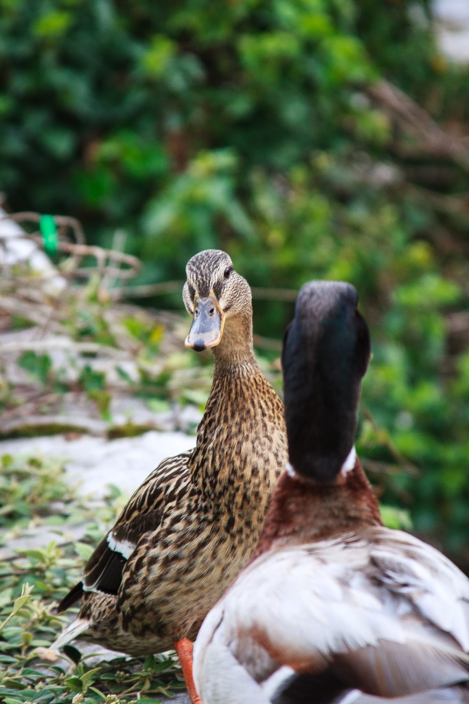 2012-05_Paris_064