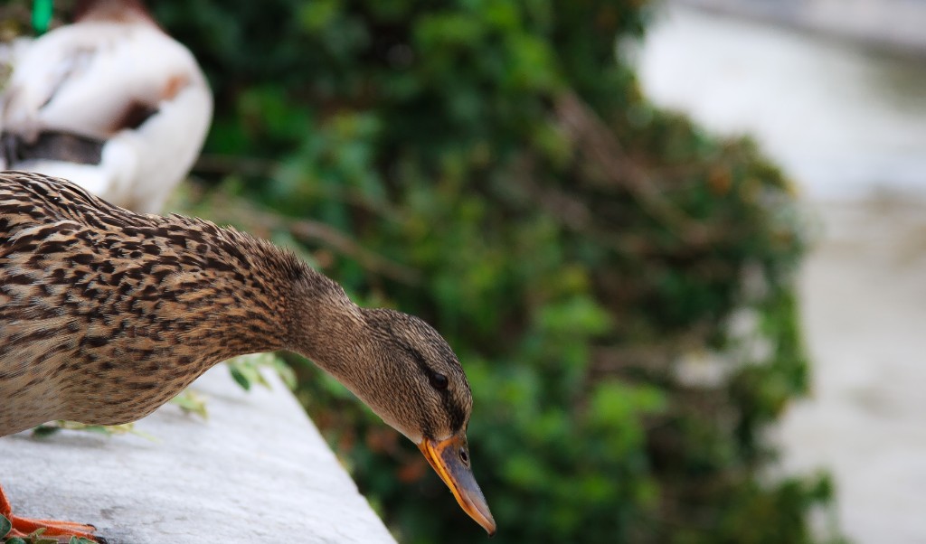 2012-05_Paris_069