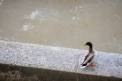 2012-05_Paris_053