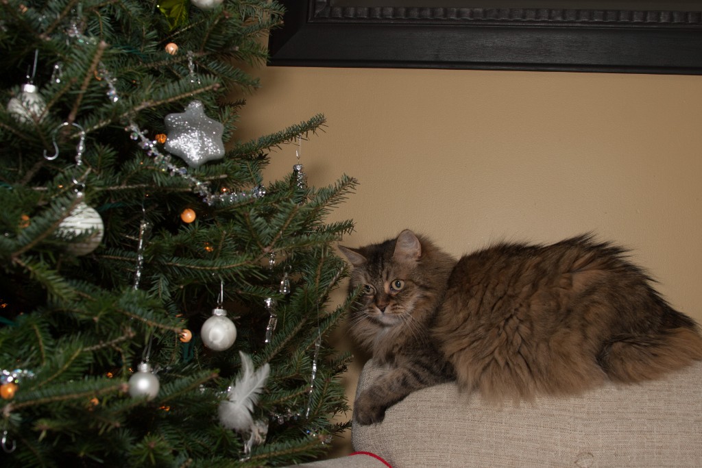 2014-12_ChristmasCats_023