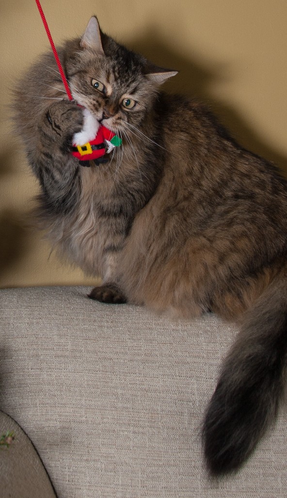 2014-12_ChristmasCats_116-3