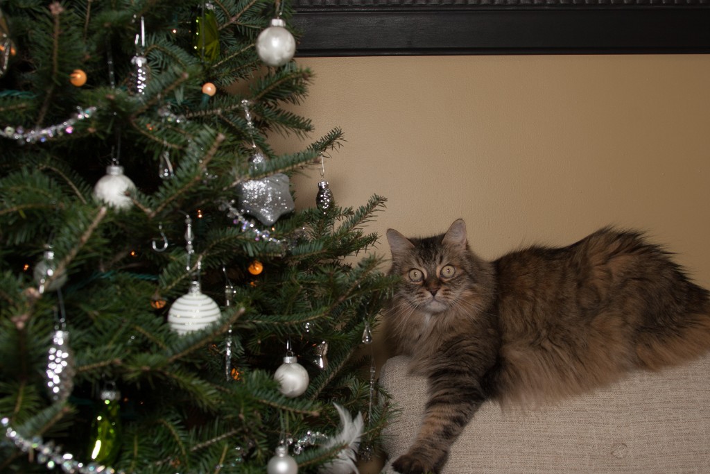 2014-12_ChristmasCats_177