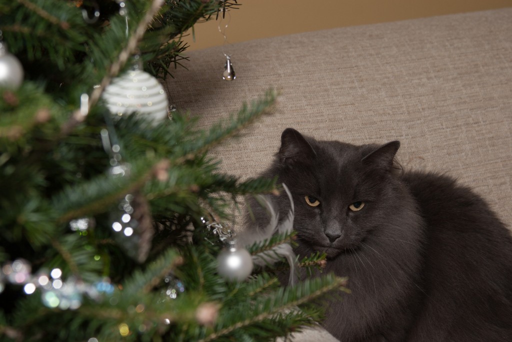 2014-12_ChristmasCats_243