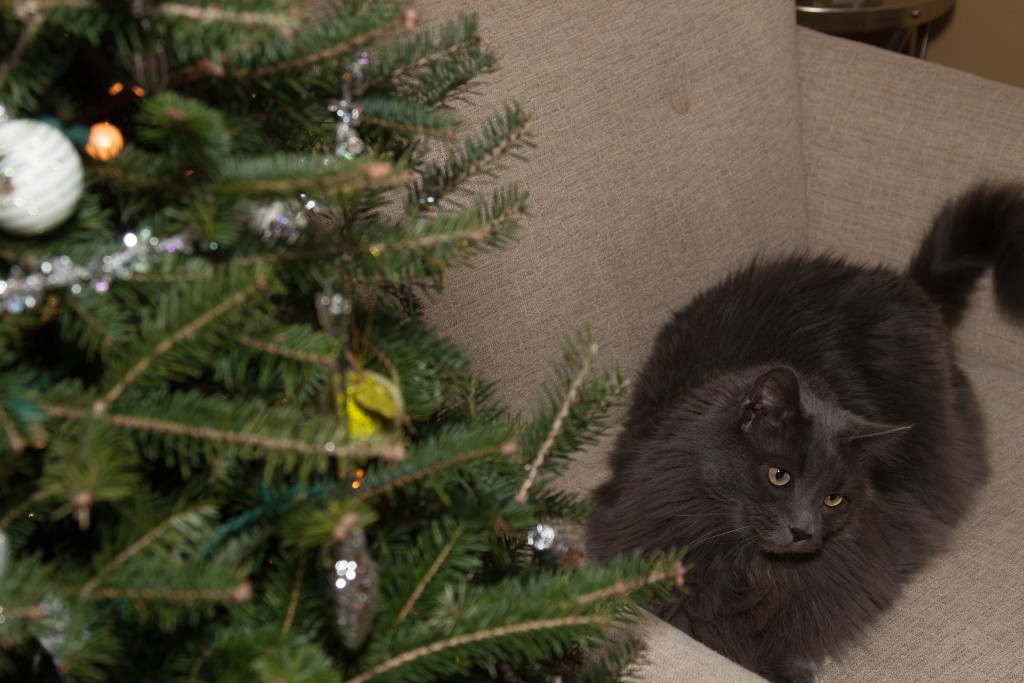 2014-12_ChristmasCats_258