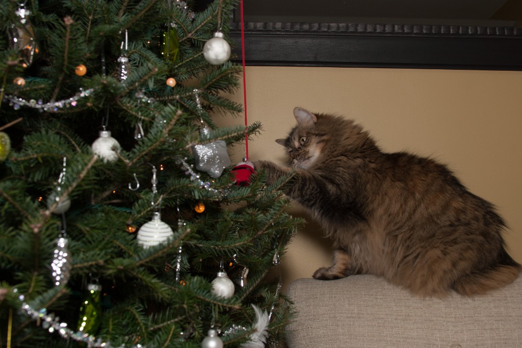 2014-12_ChristmasCats_299