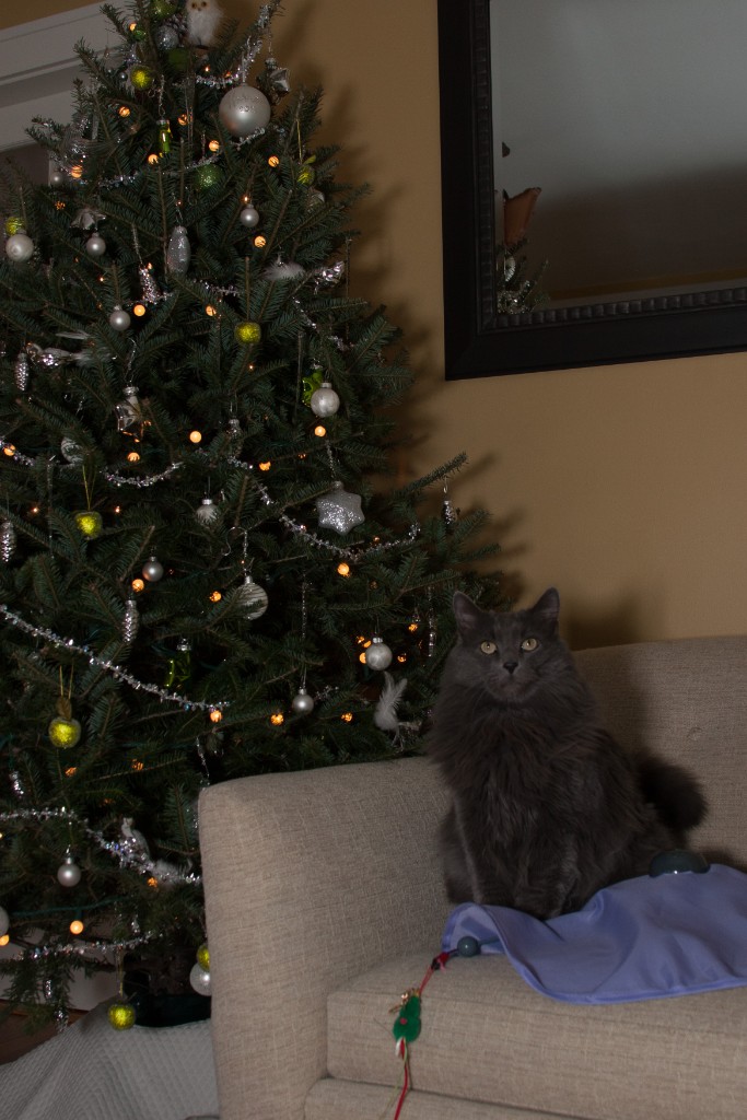 2014-12_ChristmasCats_354