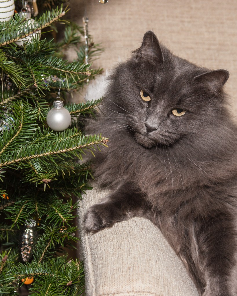 2014-12_ChristmasCats_367-2