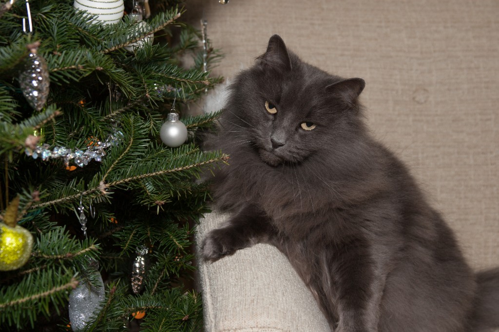 2014-12_ChristmasCats_367