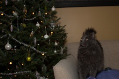 2014-12_ChristmasCats_072