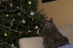 2014-12_ChristmasCats_096