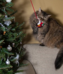 2014-12_ChristmasCats_116-2
