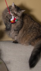 2014-12_ChristmasCats_116-3