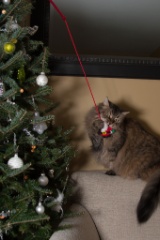 2014-12_ChristmasCats_116
